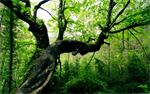 Fond d'écran gratuit de Nature & forêt - Arbres numéro 62345